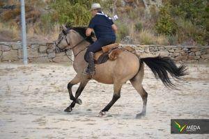 passeio equestre 2017 38