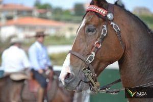 passeio equestre 2017 46