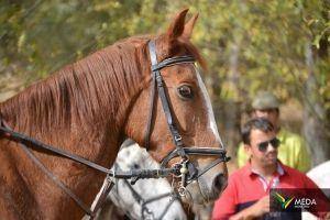 passeio equestre 2017 72