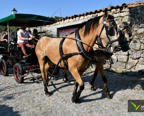 dama pes de cabra 2019 171